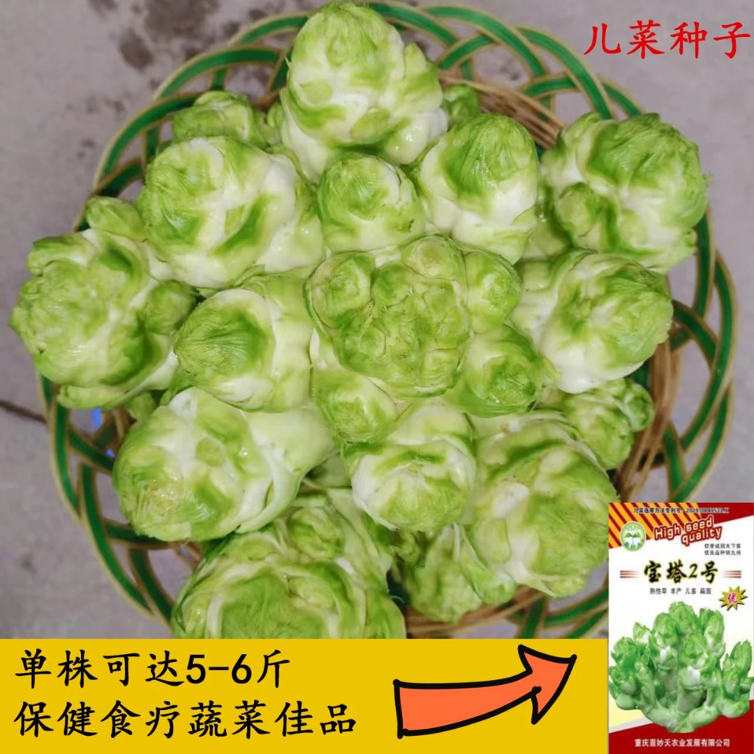 宝塔2号精品优选早中熟秋季易种精选优质儿菜种子