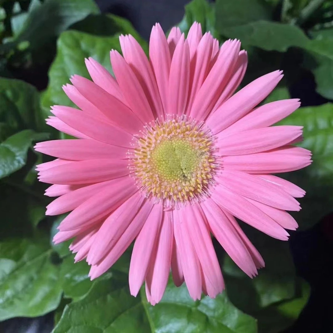 非洲菊盆栽带花苞活动盆栽阳台办公室盆栽植物花卉易活四季开花