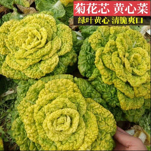 黄心乌菜种籽秋季耐寒黄心菜种子正宗淮南黑心乌塌菜菊花心菜籽种