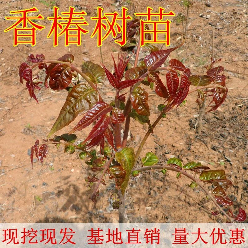 香椿树苗红油绿油香椿苗南方北方四季盆栽地栽食用香椿苗树椿芽