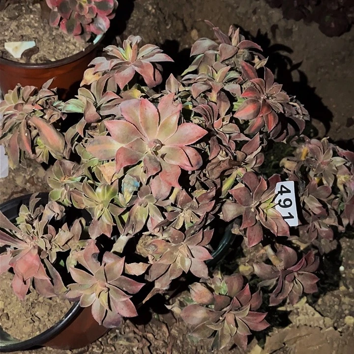 491中班多肉植物处理不售后