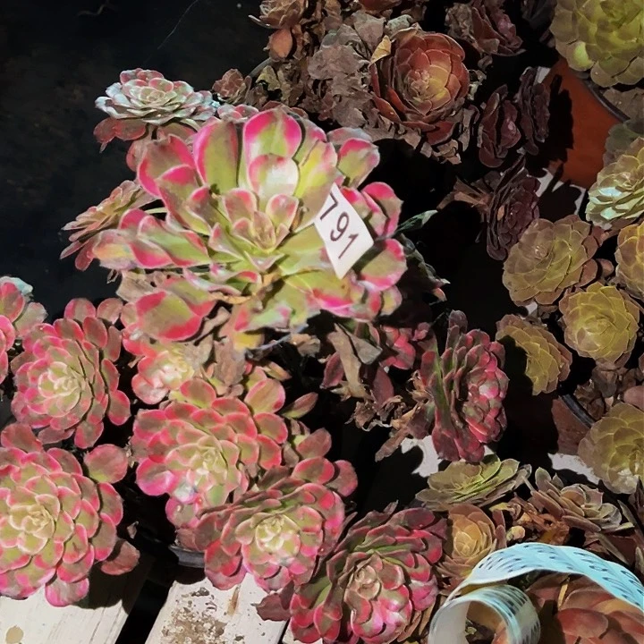 791黄花梨多肉植物处理不售后