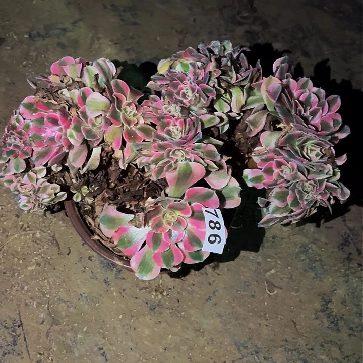 786香妃多肉植物处理不售后缀化