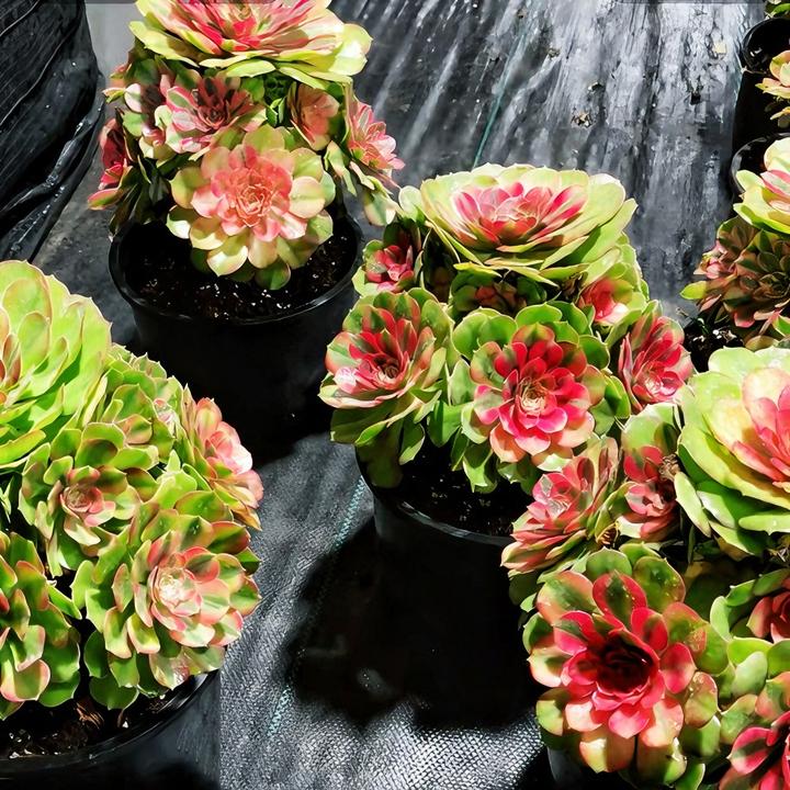 多肉植物法师拍货链接～ 10-13