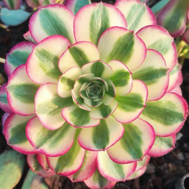 多肉植物法师老桩拍货一号链接～4.19
