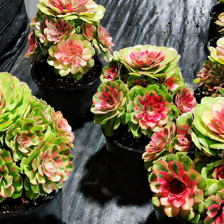 多肉植物法师锦拍货链接～3.27