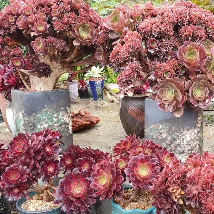 多肉植物法师锦木质化老桩一号链接~