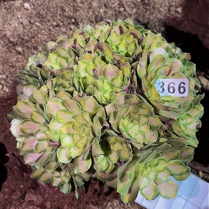 366韶华球多肉植物处理不售后