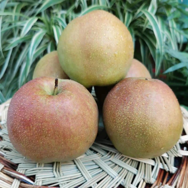 山西玉露香梨现摘脆甜多汁无渣5斤包邮
