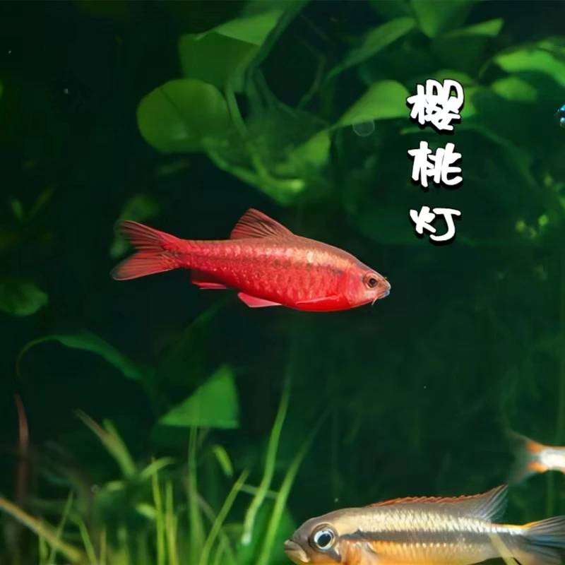拾悦观赏鱼 长尾樱桃灯鱼小型热带淡水观赏鱼灯科鱼活体