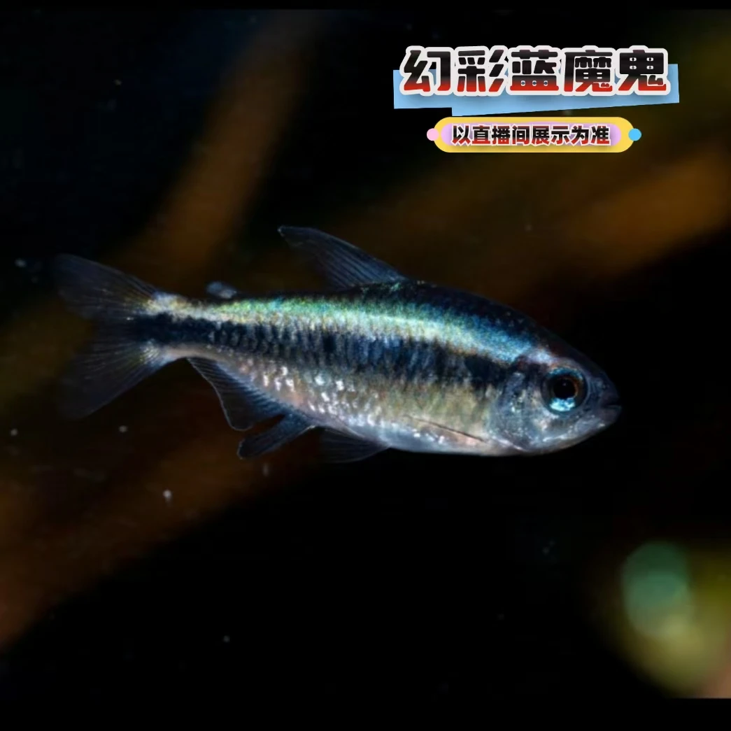 拾悦观赏鱼 幻彩蓝魔灯鱼热带观赏鱼草缸南美缸活体淡水