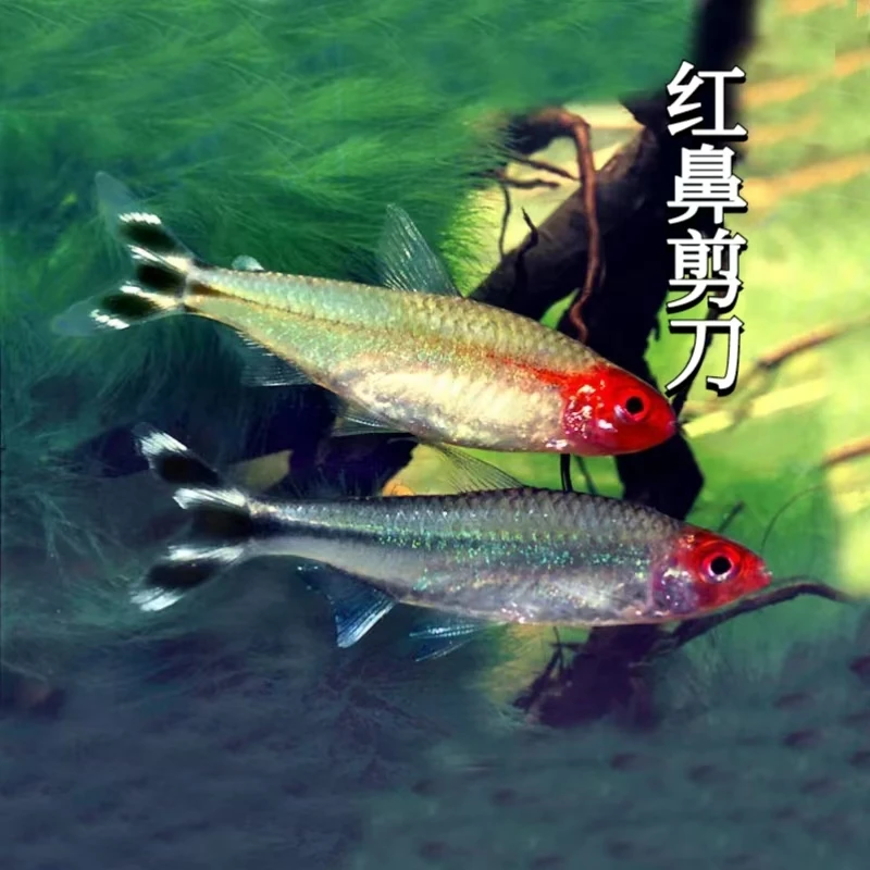 拾悦观赏鱼 红鼻子小型热带观赏鱼活体灯科鱼
