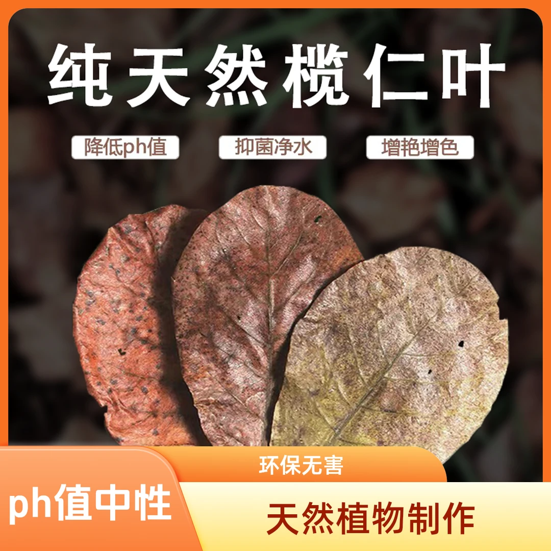 天然榄仁叶水族斗鱼乌龟鱼缸降酸调节水质懒人叶