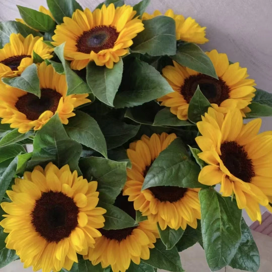 【向日葵】东北鲜切花基地直发京东速递包邮漂亮水生鲜花居家