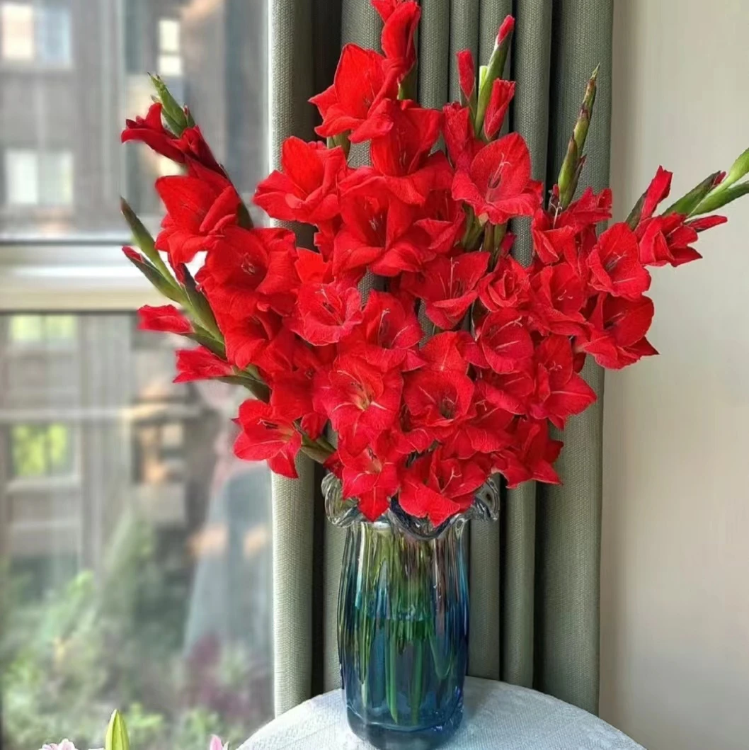 【美润花卉】【剑兰红色】好养漂亮鲜切花东北基地直发速递包邮
