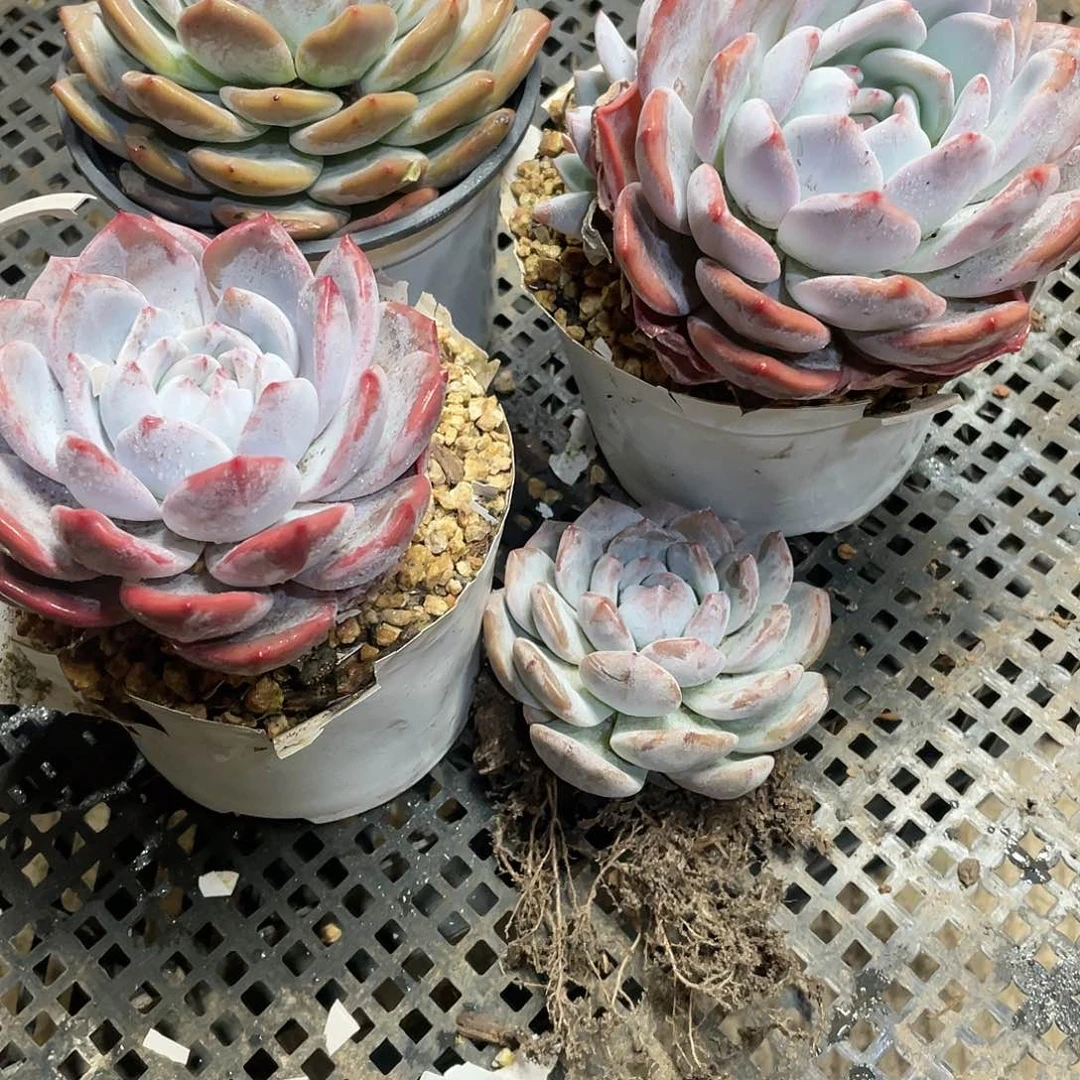 h****g一物一拍2号包邮包邮