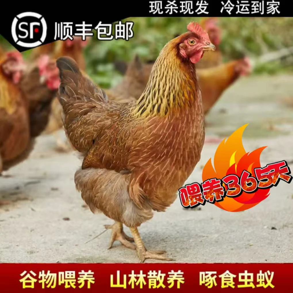 安真味食安放心土鸡 深山放养低脂土鸡高蛋白鲜 包冰率不含冰