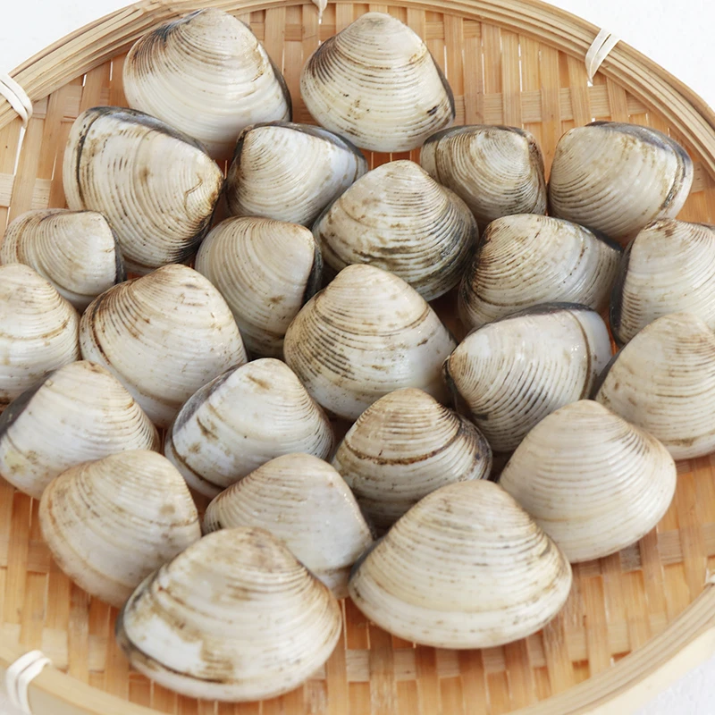 【鲜活海鲜】白蚬子500g  净重无沙