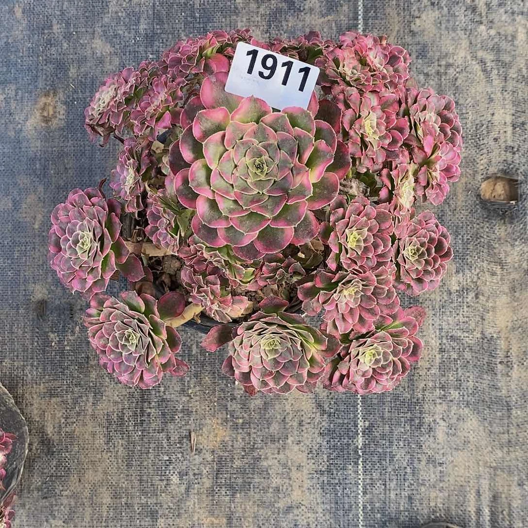 1911多肉法师天河