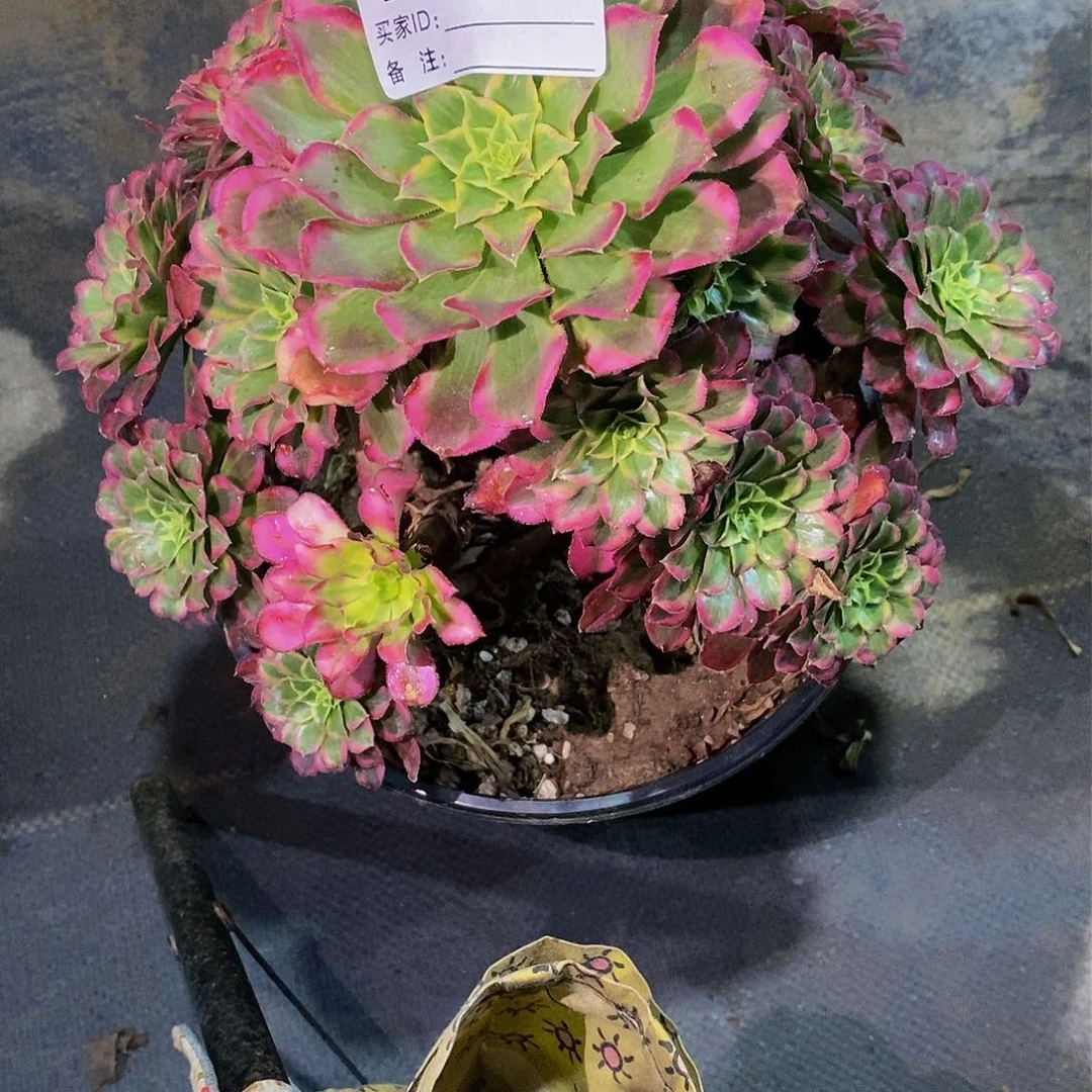 265多肉法师天河