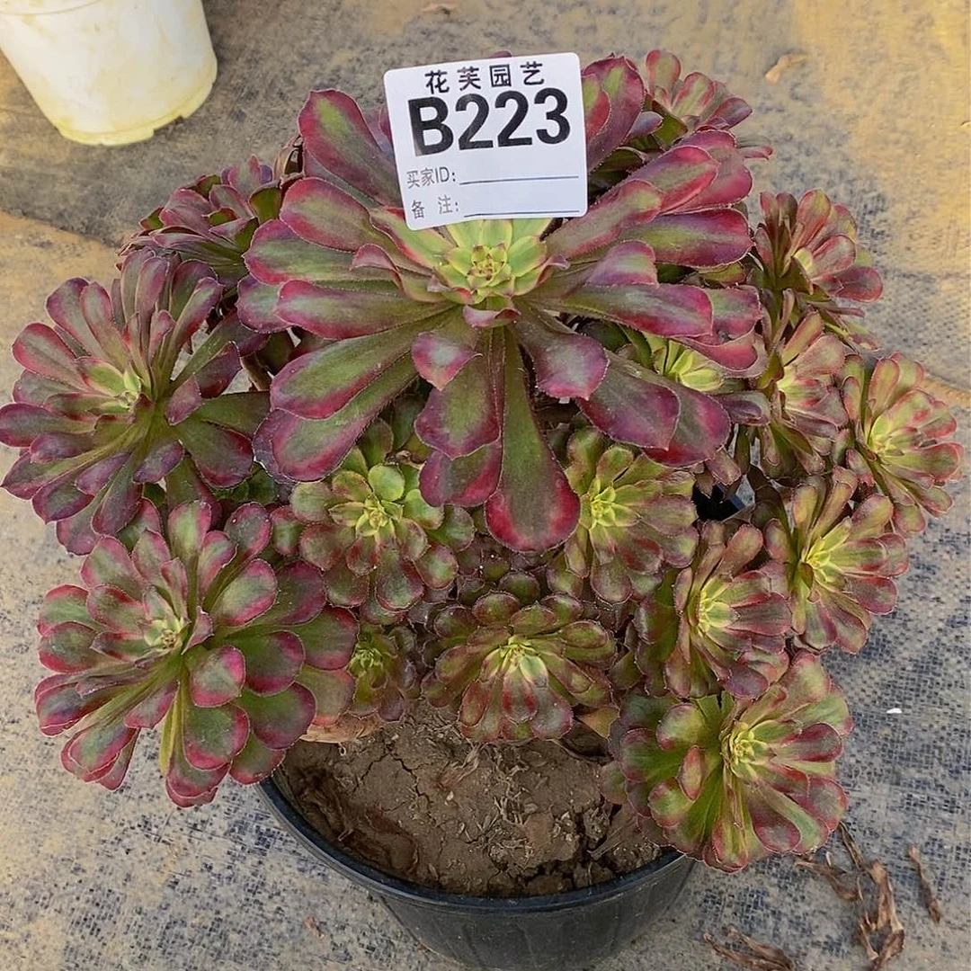 223多肉法师变异