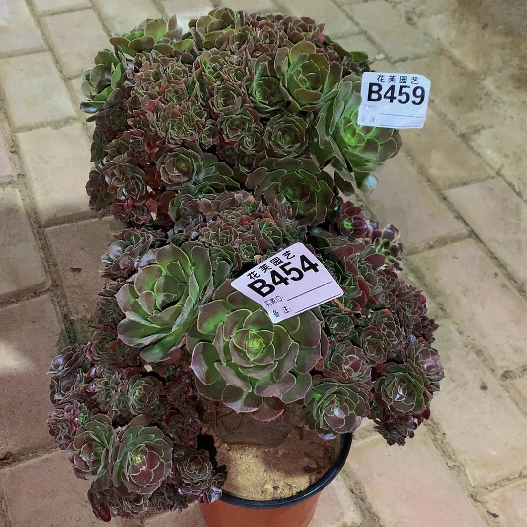 459 454多肉法师组合