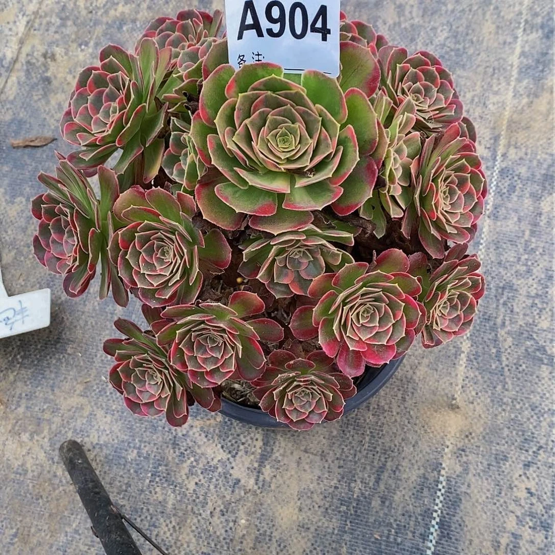 904多肉法师安娜