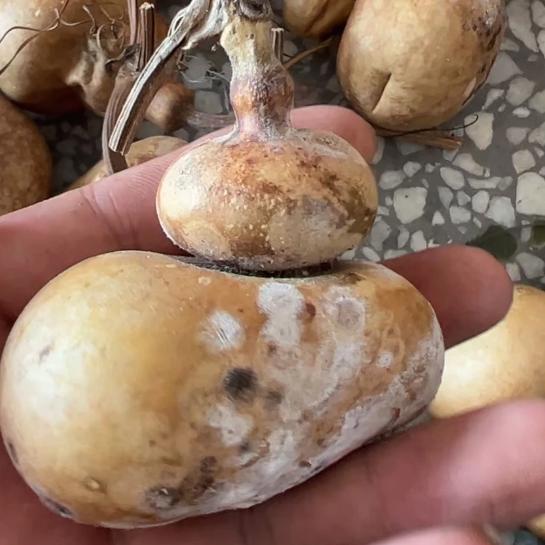 文玩葫芦直播间选购链接默认拍下发花皮葫芦一个