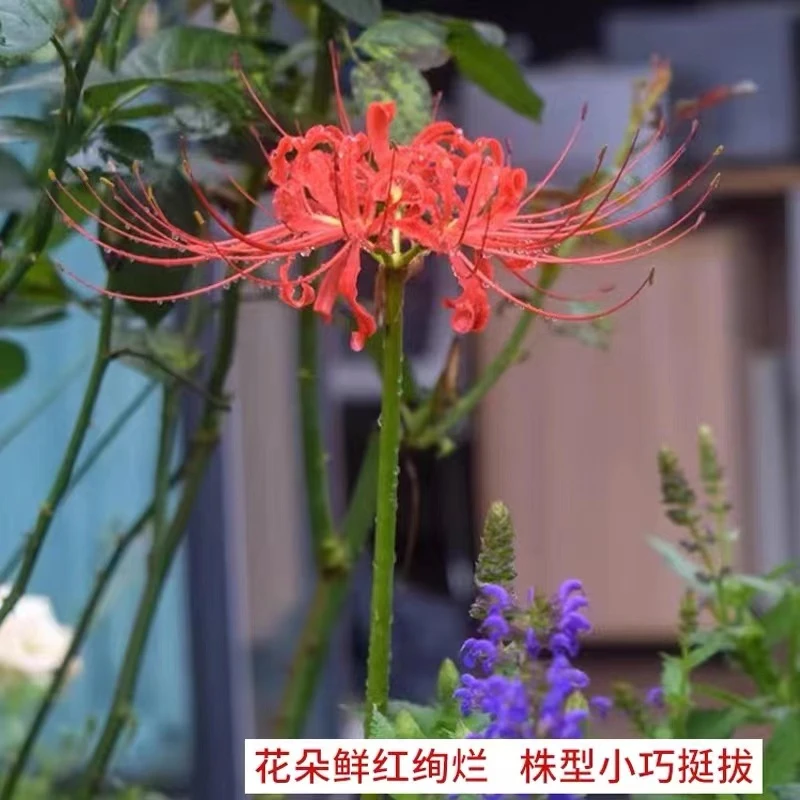 彼岸花种球石蒜多年生曼珠沙华球根春季开花盆栽花卉盆栽籽