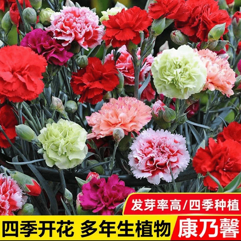 5.8元【1000粒】重瓣康乃馨种子四季开花盆栽 耐寒易活绿植花卉种籽