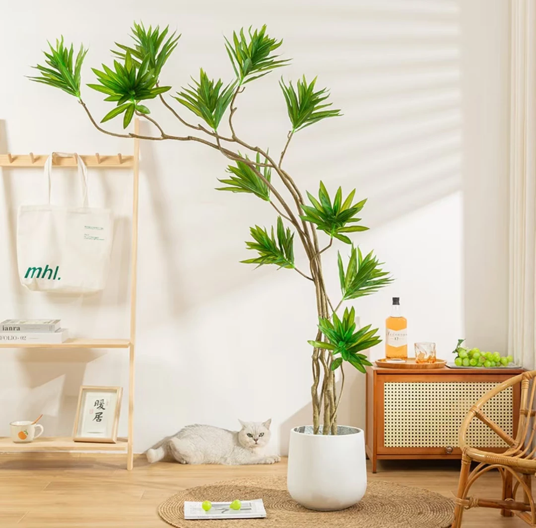 金边百合竹优美懒人绿植客厅办公室鲜活绿植大型盆栽送礼生长自然