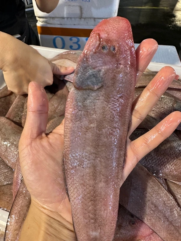 广东湛江 龙利鱼 龙舌鱼 4斤