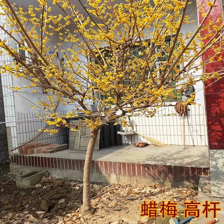腊梅树苗高杆棒棒糖浓香型素心腊梅花苗盆栽地栽南北方种冬季开花