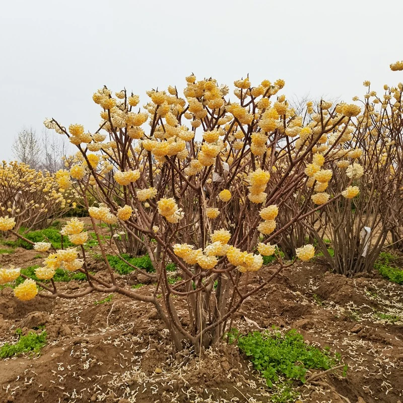 结香花树苗盆栽耐寒耐阴阳台庭院花卉植物结花梦冬花喜花浓香
