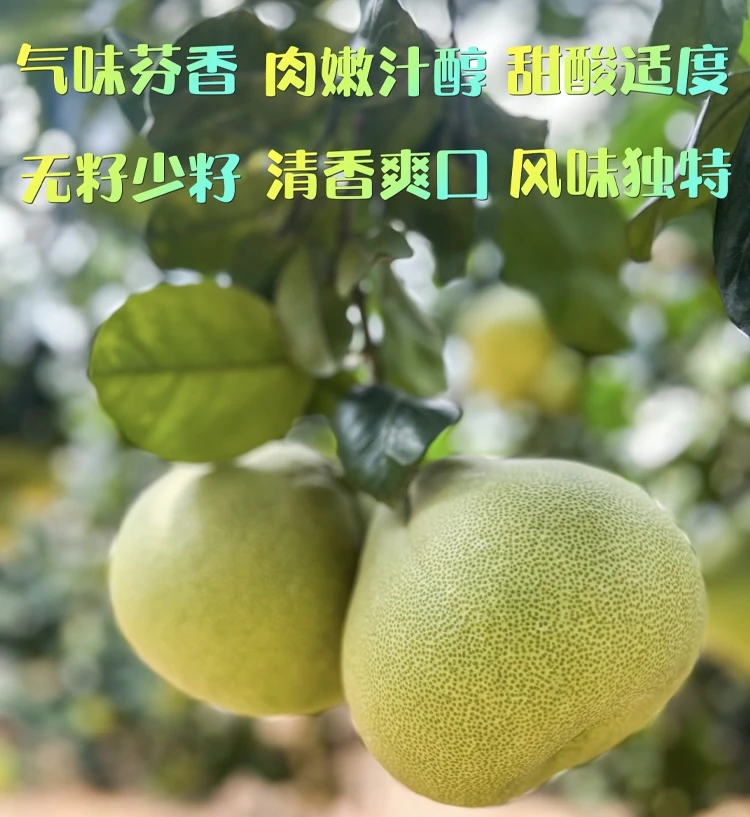 正宗福建度尾文旦柚红心柚子无孔果新鲜当季水果孕妇精品水分充足