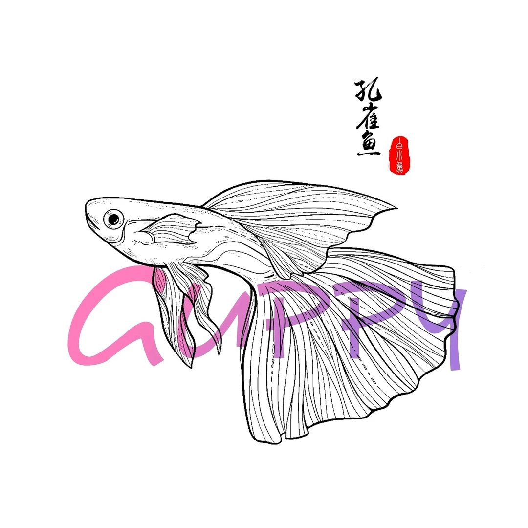 孔雀鱼随机品种一对（新疆、西藏、青海不发货）