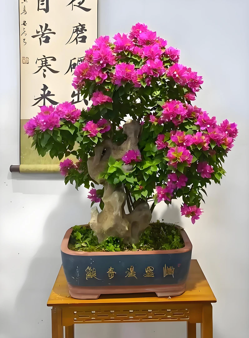 塔紫小桃红三角梅原生老桩，一物一拍，四季开花。