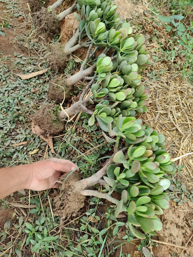 三年红叶玉树  庭院阳台盆景绿植