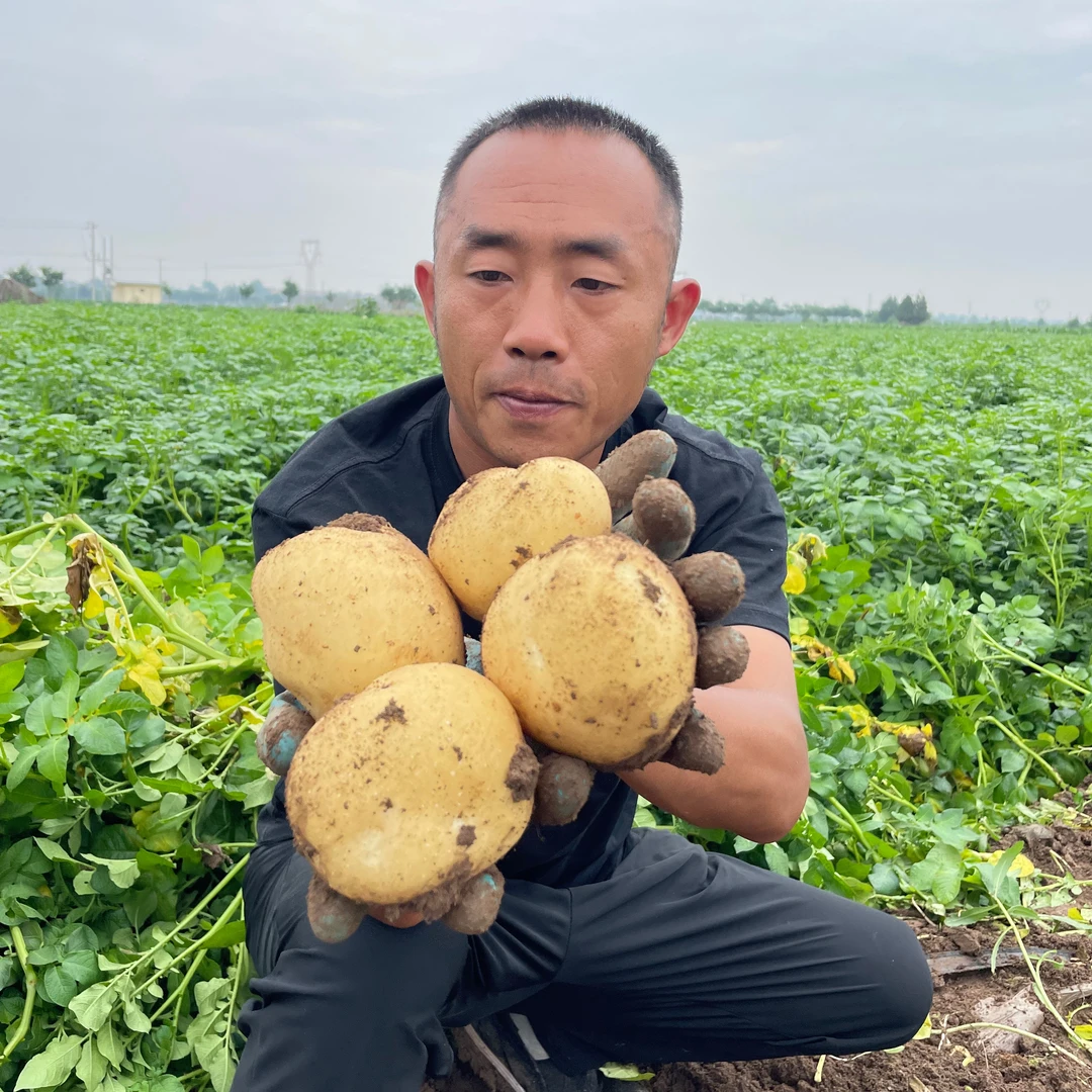 中果5斤2024新鲜现挖黄皮土豆炒菜炖汤必备包邮黄心土豆农家