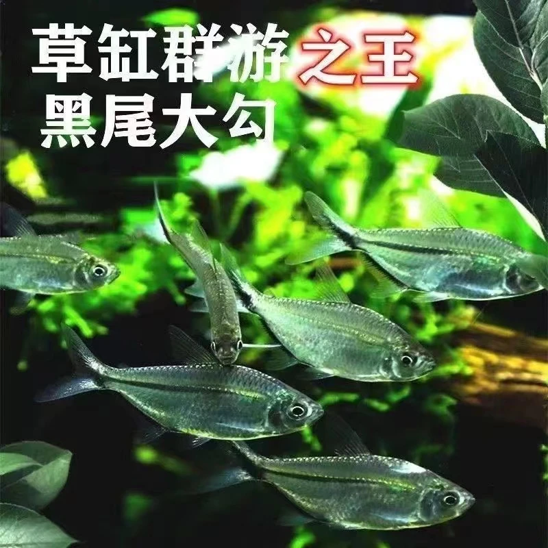 精品黑尾大勾群游观赏鱼草缸小型活体热带淡水好养红大勾灯科鱼