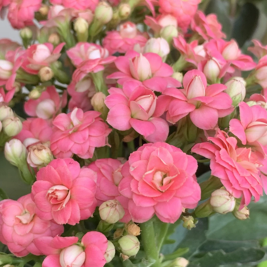 无品牌【独角兽】A110规格长寿花