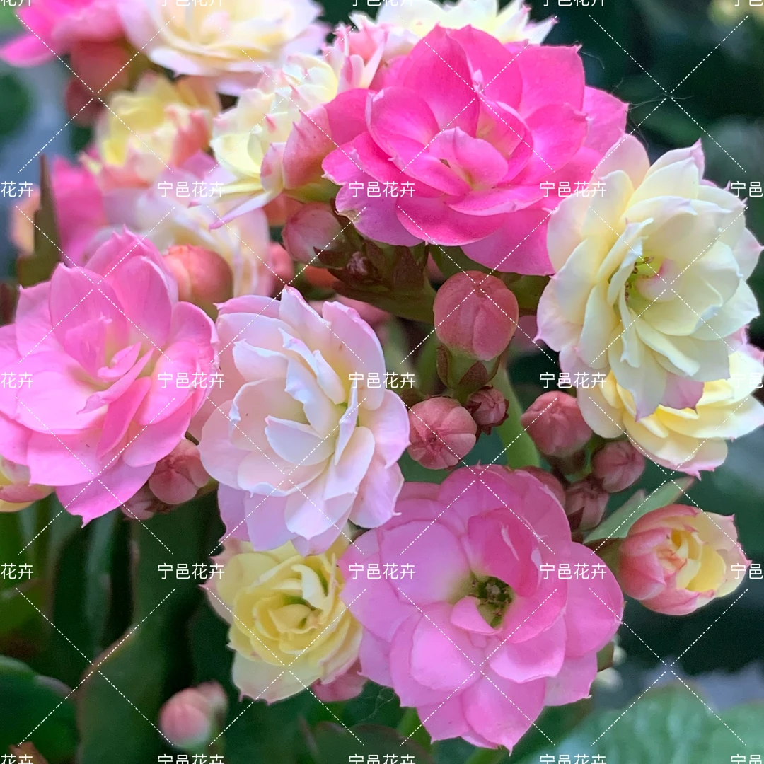 无品牌【夏荷】A120规格长寿花