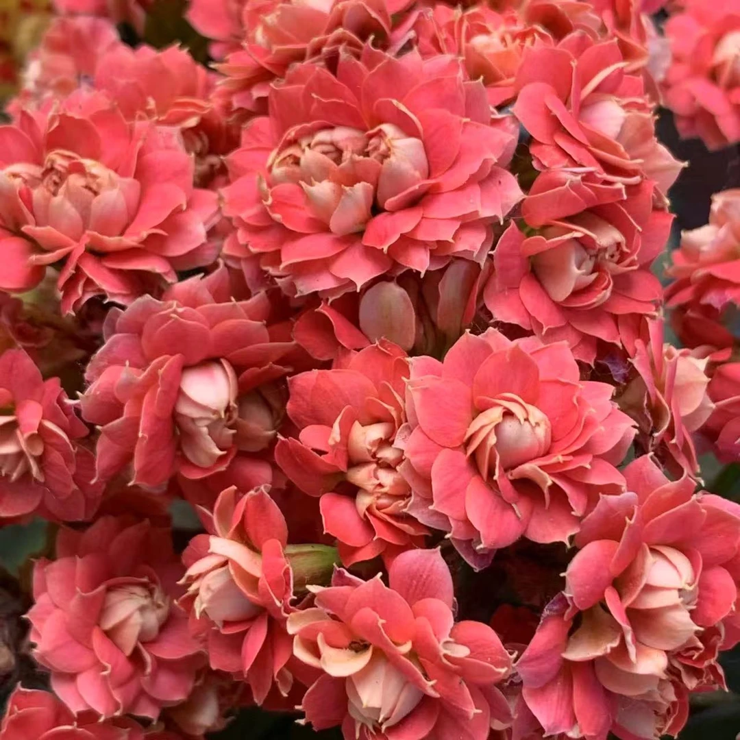 无品牌【糖果】A110规格长寿花