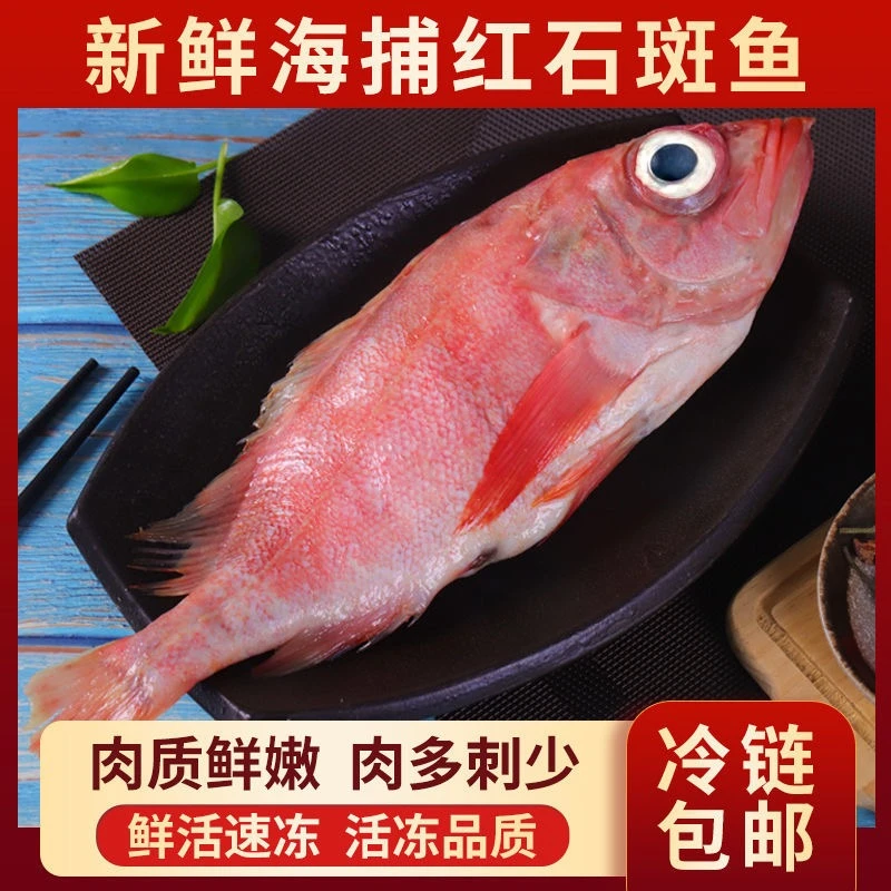 海鲜鲜嫩红石斑鱼整条新鲜冷冻野生大龙胆鱼富贵鱼红鱼颌斑石斑鱼