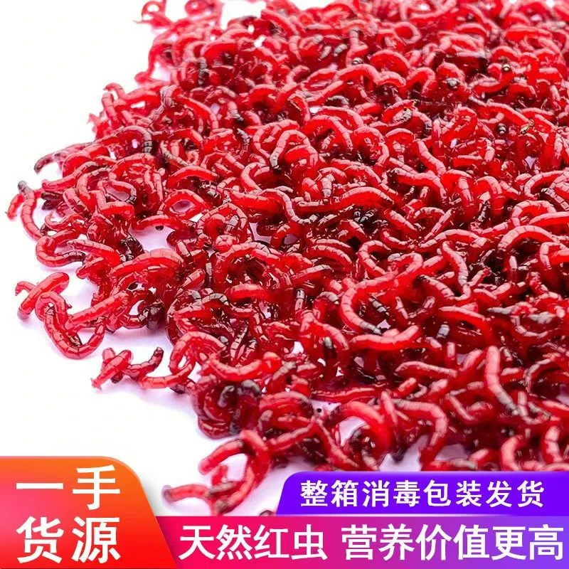 新鲜公虫【特大号大号中小号一斤装】