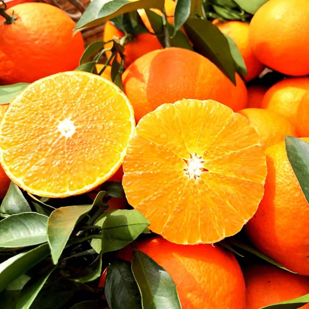 四川爱媛38号果冻橙5斤
