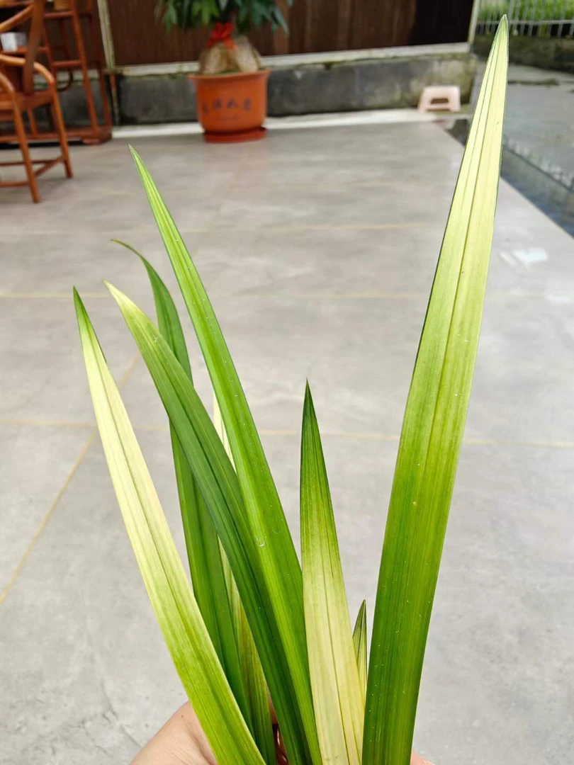 花艺双全 春剑 红霞素 清秀自然苗
