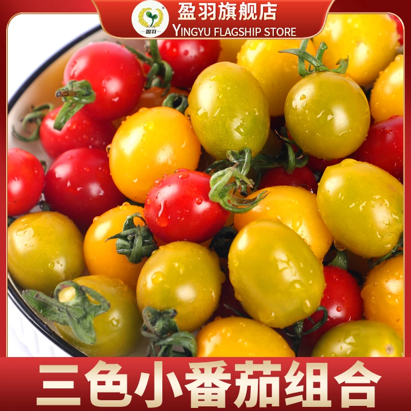 【盈羽】新鲜采摘精选三色小番茄圣女果3斤装爽口多汁