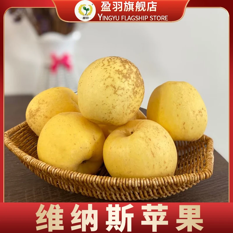 【盈羽】山东维纳斯苹果4.5斤装（9-15个）