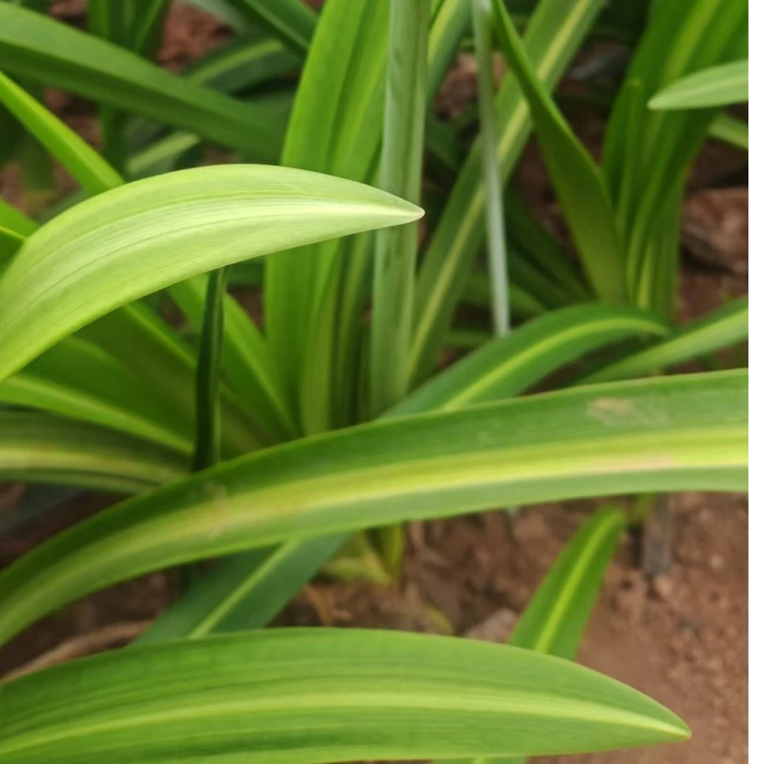 白肋朱顶红杂交苗混苗2-3厘米没有大红色